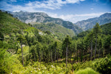 Organic Greek Mountain Tea, Vordonia Greece Organic Greek Mountain Tea, Vordonia Greece